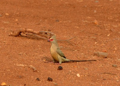 Red-faced Mousebird