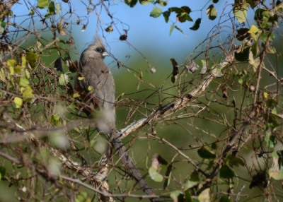 Speckled Mousebird