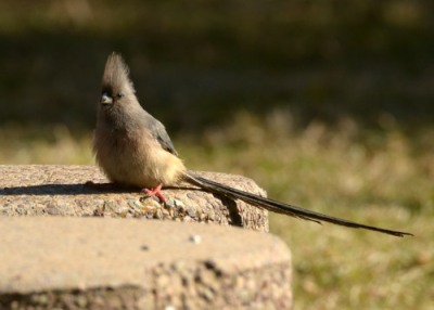Speckled Mousebird
