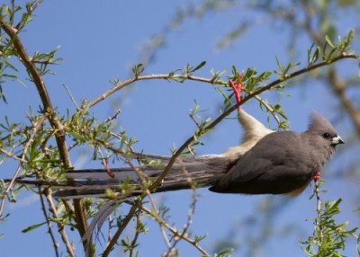 White-backed Mousebird