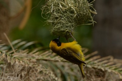 Male Lesser Masked Weaver