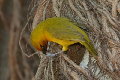 Male Spectacled Weaver