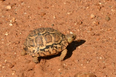 Tortoise crossing the road