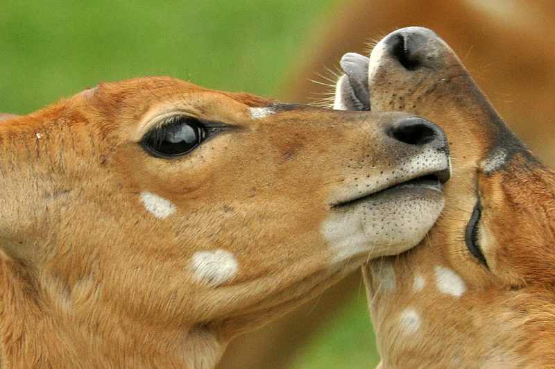 Nyala at Mpila Camp in iMfolozi Game Reserve