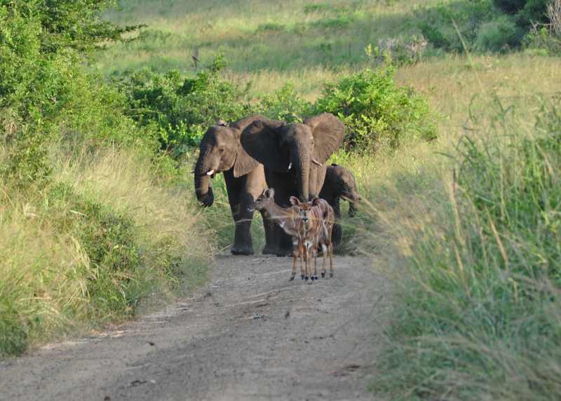 Elephant and Bushbuck in the road at Hluhluwe Game Reserve