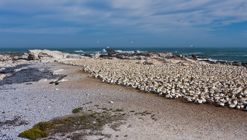 Bird Island, Lambert's Bay