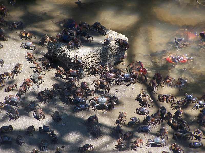 There are plenty of crabs amongst the mangroves