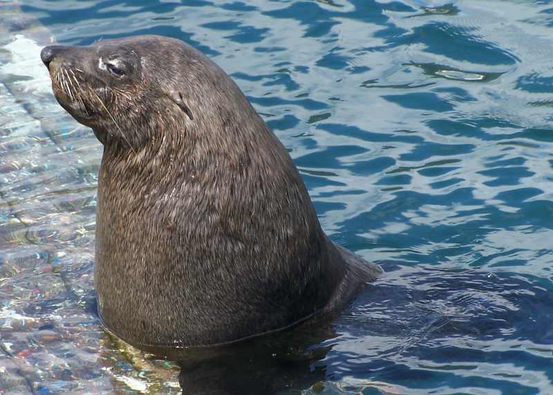A Cape Fur Seal in Hout Bay harbour