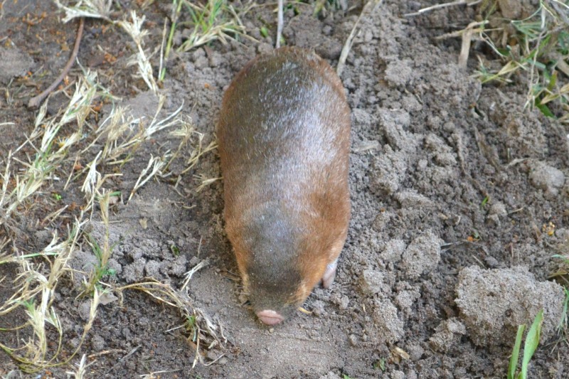 Golden Mole