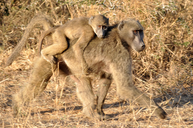 Chacma Baboon