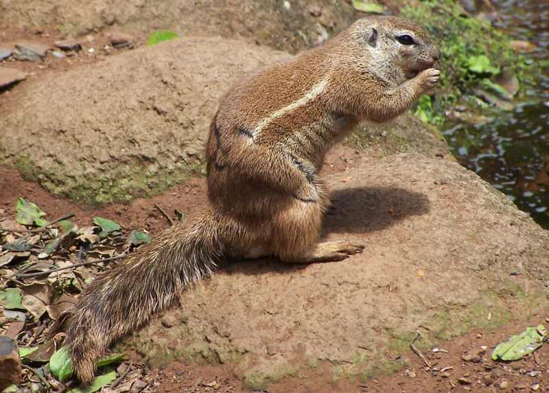 Ground Squirrel
