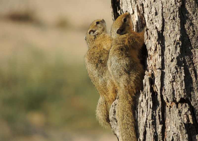 Tree Squirrels near Letaba