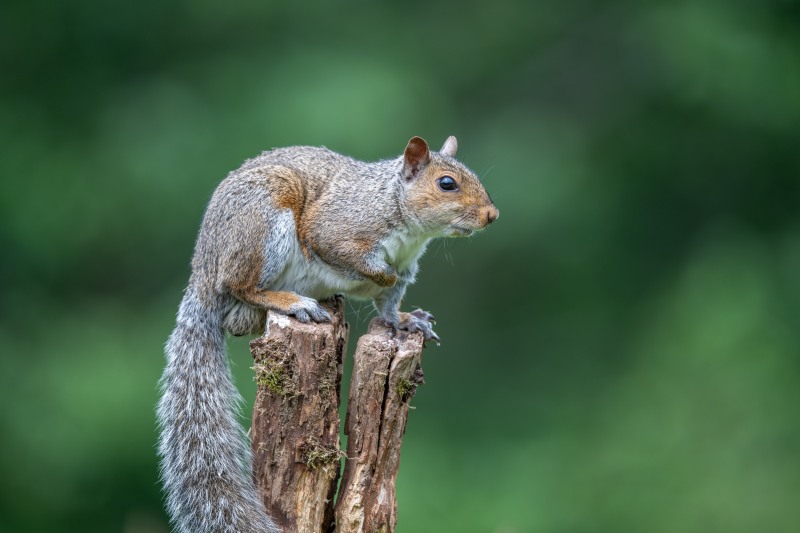 Grey Squirrel