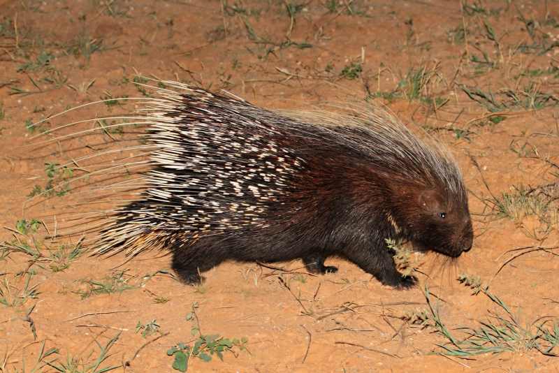 Cape Porcupine