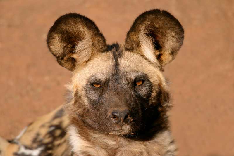 Wild Dog portrait