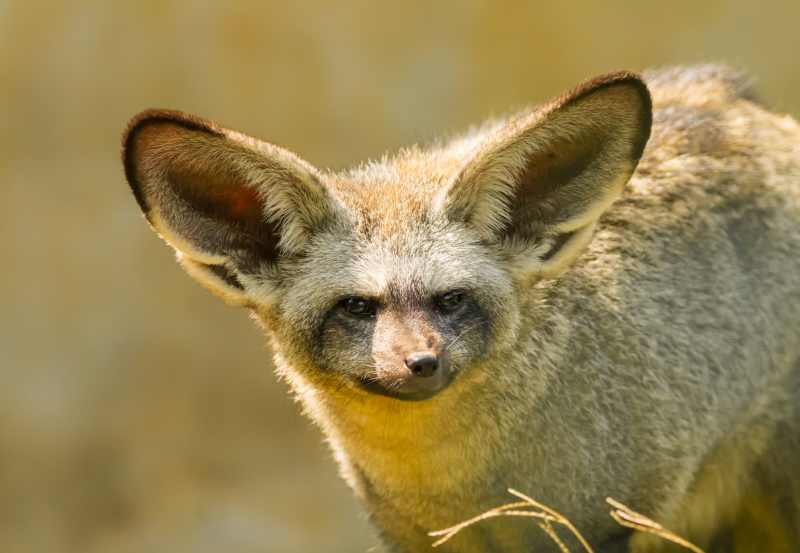 Bat-eared Fox