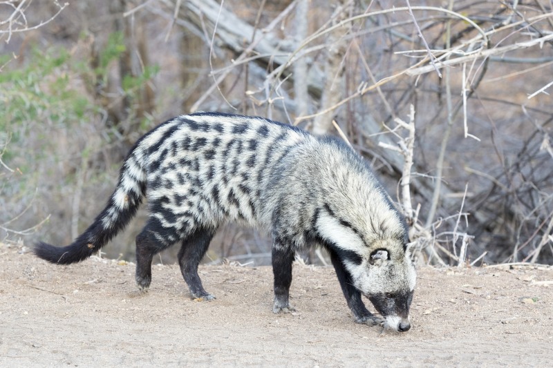 Civet