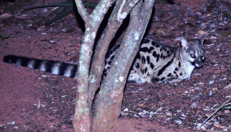 Large Spotted Genet