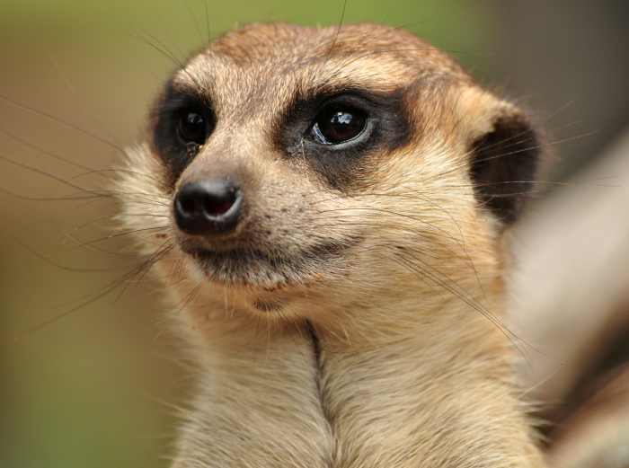 Ain't I cute? A Meerkat keeping a look-out