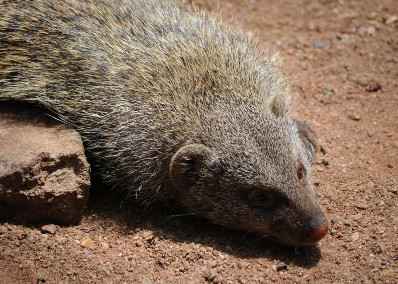 Banded Mongoose