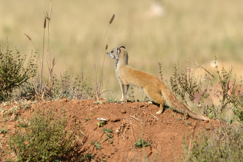 Yellow Mongoose