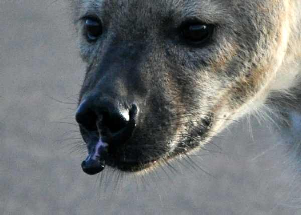 Close-up of a Spotted Hyena with a growth on his face