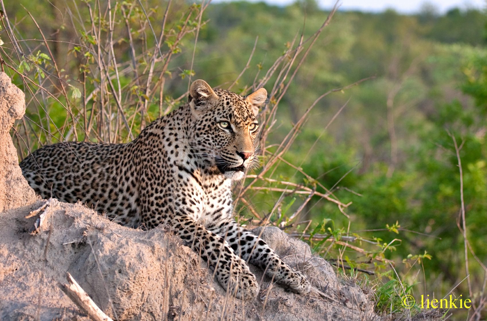 Interessante feite oor Luiperds