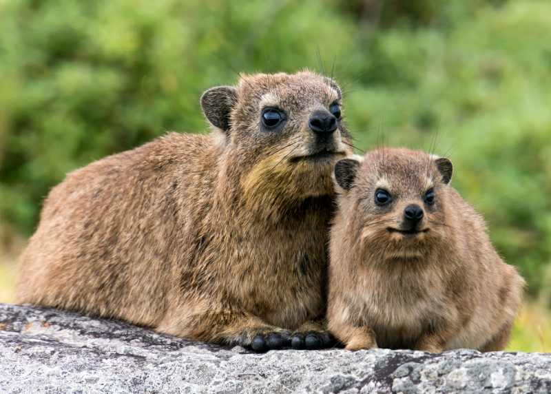 Rock Hyrax