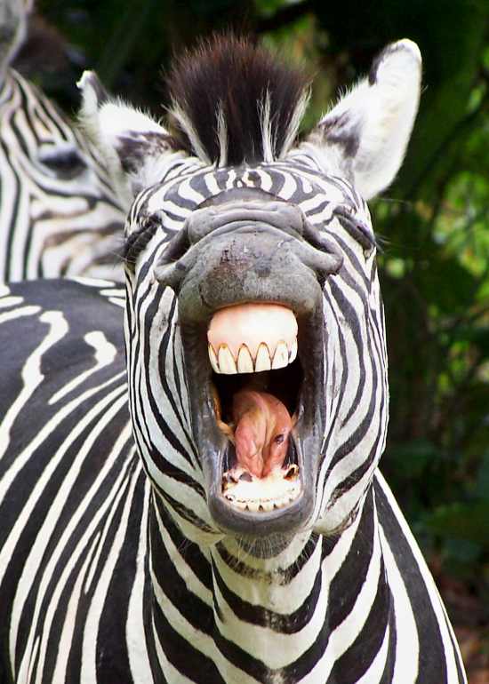 Burchell's Zebra doing the 'flehmen'