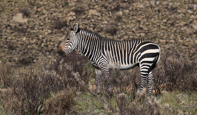 Cape Mountain Zebra