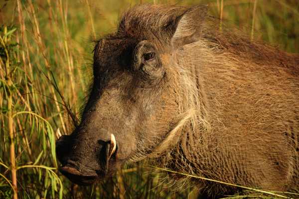 Another portrait of a Warthog