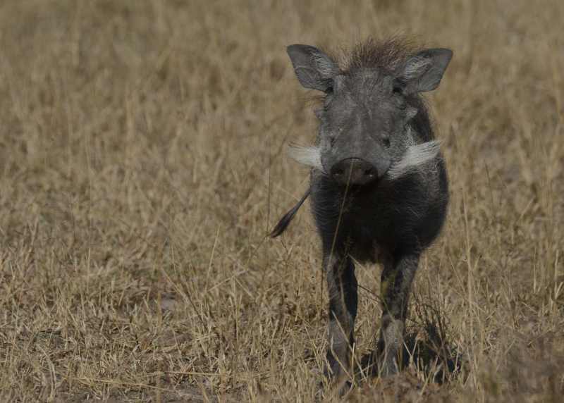 Warthog