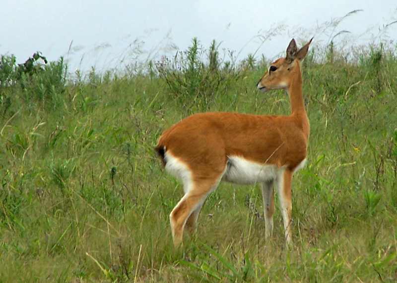 Oribi