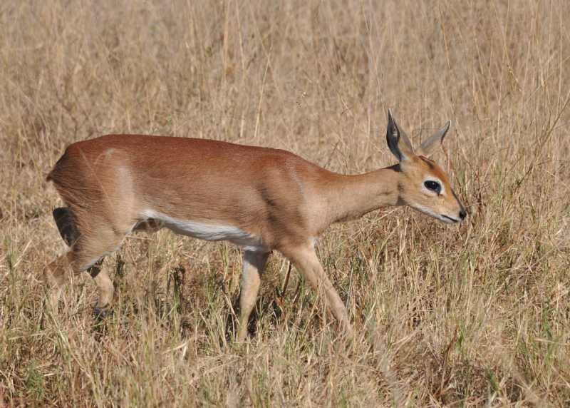 Female Steenbok