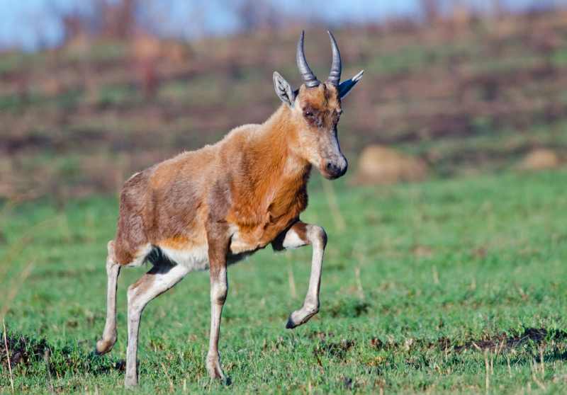 Young Blesbok in a playful mood