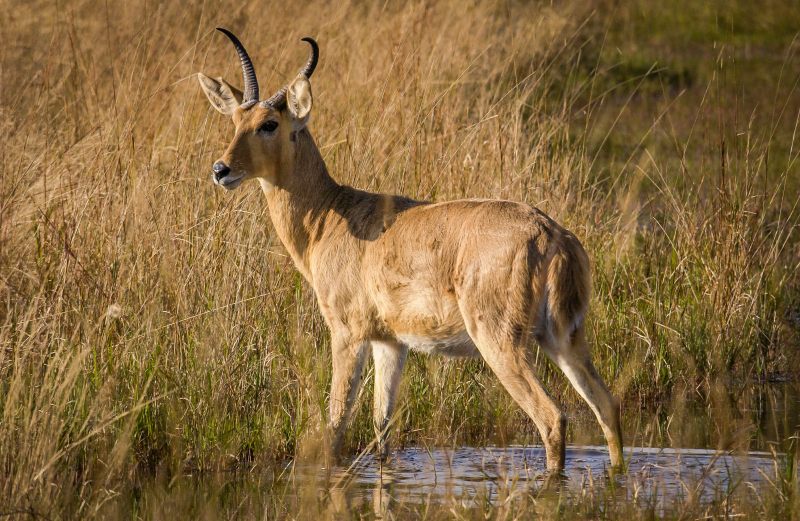 A Reedbuck in long grass