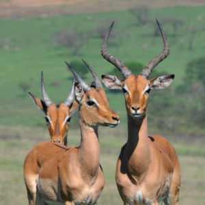 Young Impala rams