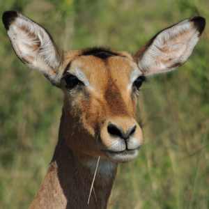 Female Impala