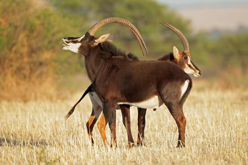 Sable Antelope