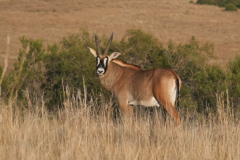 Roan Antelope