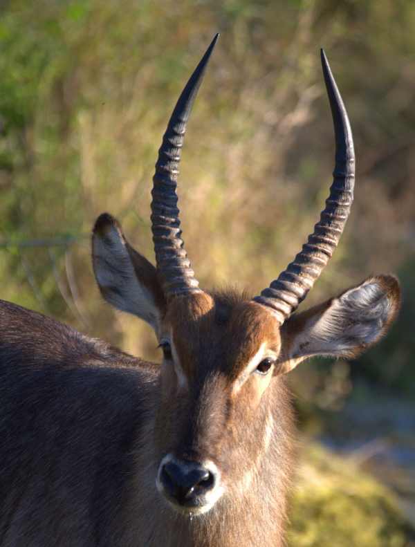 Male Waterbuck