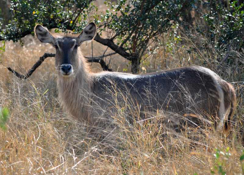 Female Waterbuck