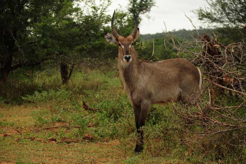 Male Waterbuck