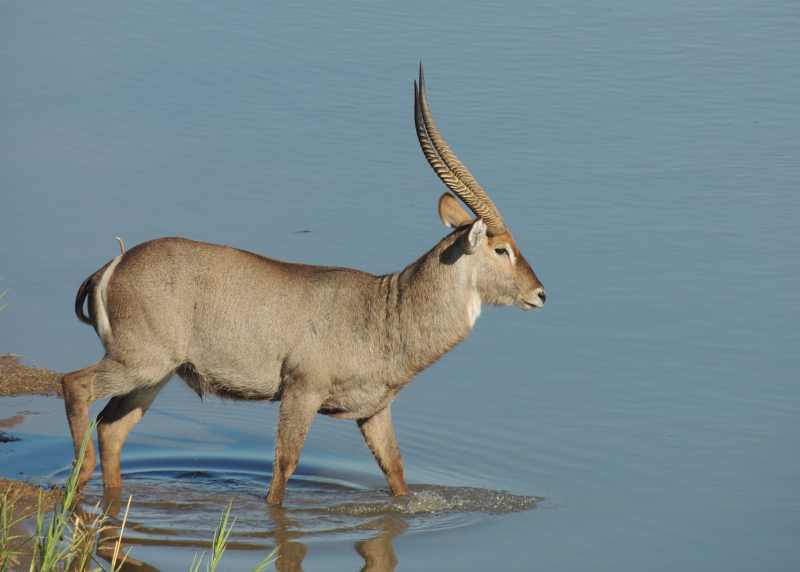 Waterbuck