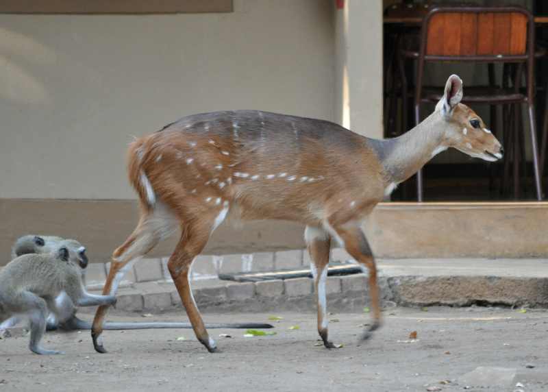 Bushbuck