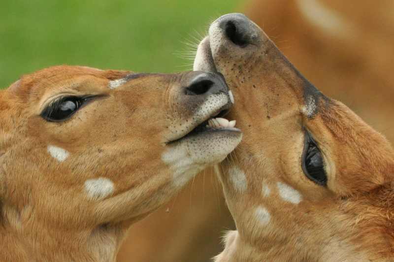Two young Nyalas playing