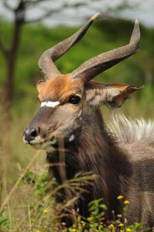 Male Nyala