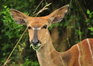 Female Nyala