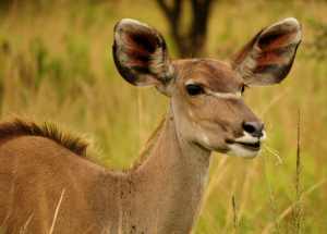 Female Kudu