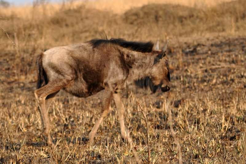 Baby Blue Wildebeest